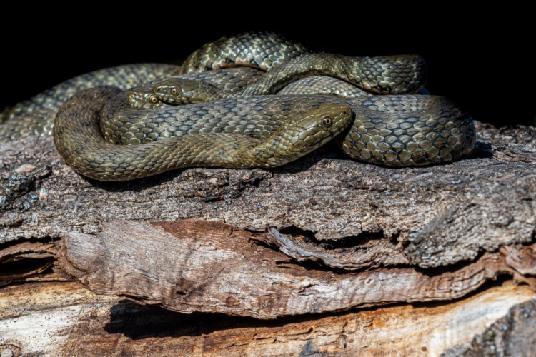 Užovka fŕkaná, The dice snake (Natrix tessellata)