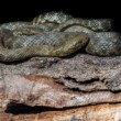 Užovka fŕkaná, The dice snake (Natrix tessellata)