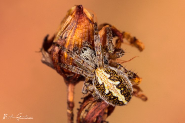 Aculepeira ceropegia