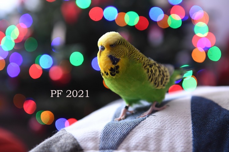 PF 2021