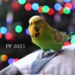 PF 2021