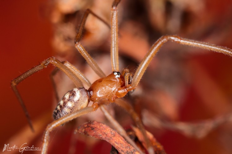 Steatoda grossa