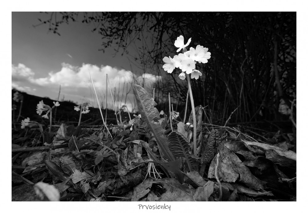 čiernobiely kvet