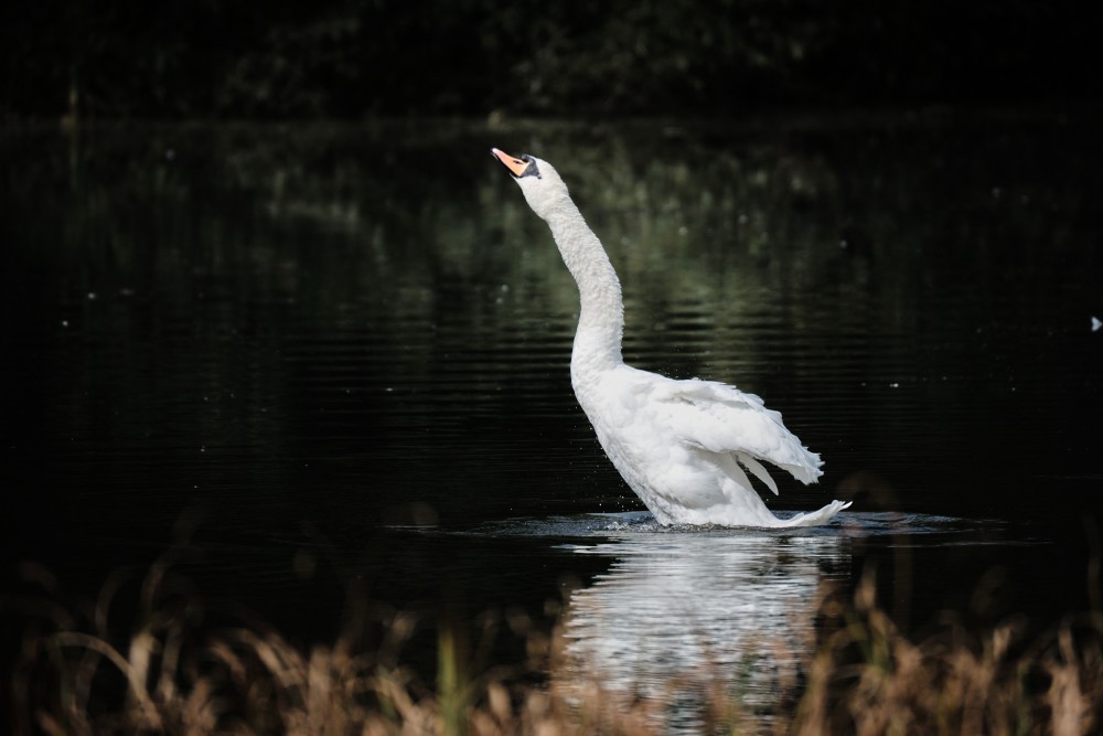 Labuť