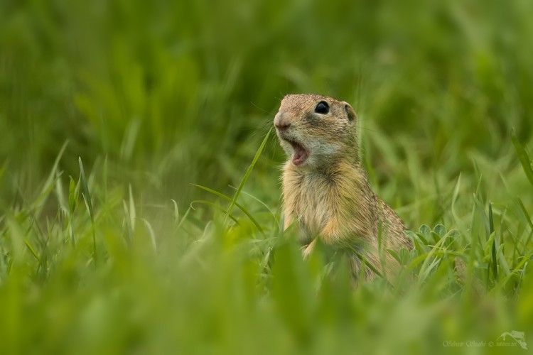 Sysel obecný (Spermophilus citellus)