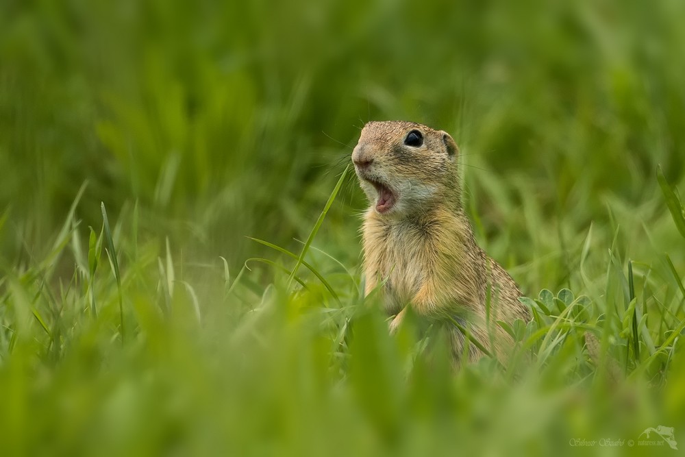 Sysel obecný (Spermophilus citellus)