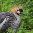 Žeriav kráľovský (Balearica regulorum)