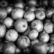 cibula