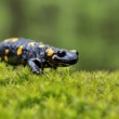 salamandra :)