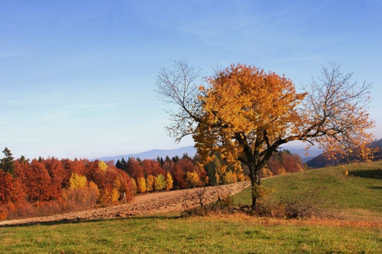 Strážca poľa