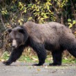 Grizzly