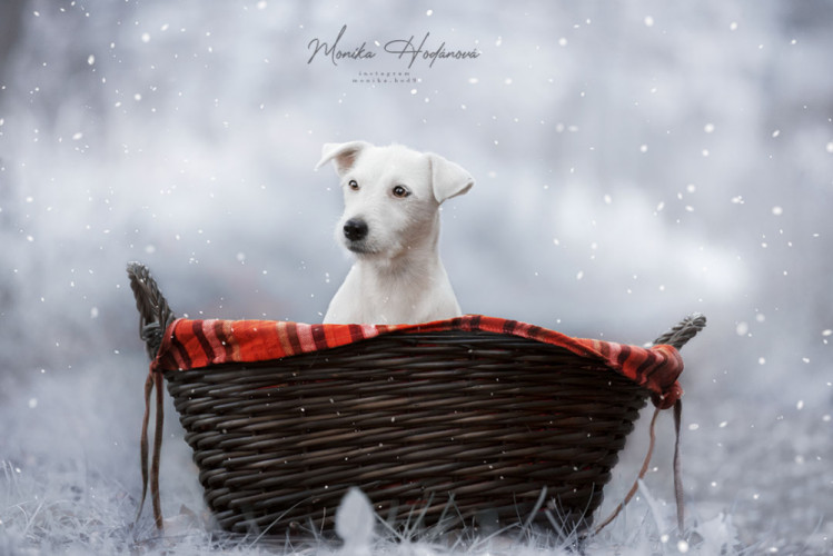 Snow portrait - Jack Russell