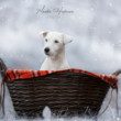 Snow portrait - Jack Russell
