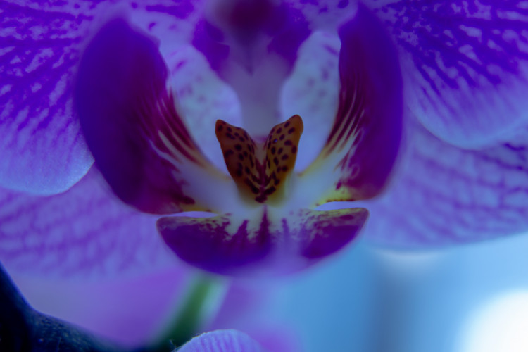Orchidea