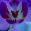 Orchidea