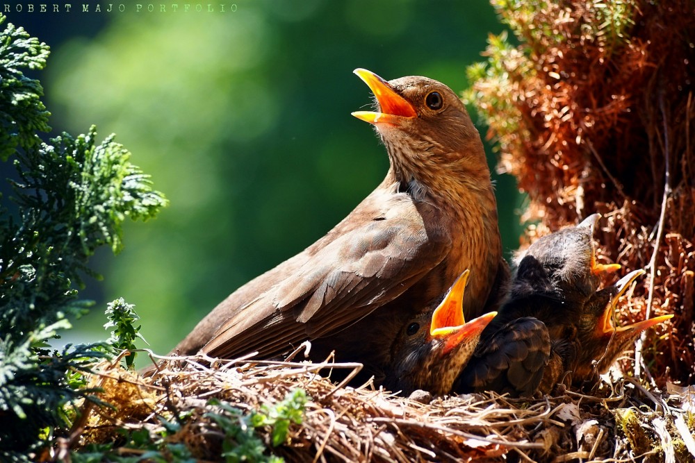 Drozd čierny (Turdus merula)