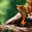 Drozd čierny (Turdus merula)