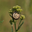 Slimacik