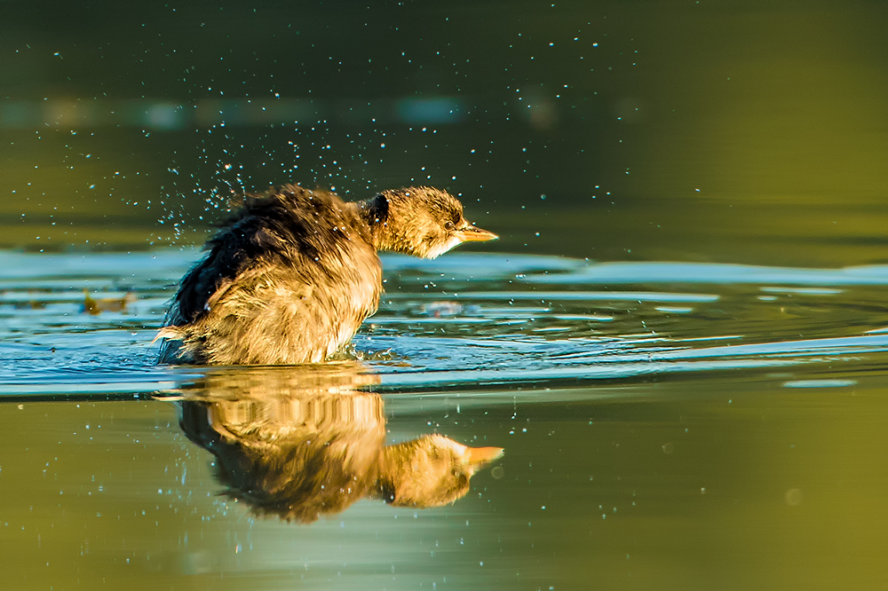 Potápka malá (Tachybaptus ruficollis)