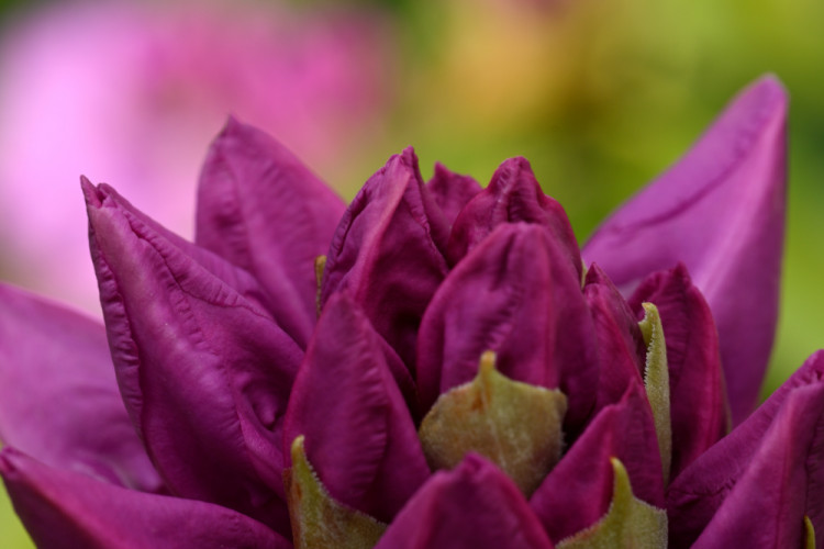 rododendron