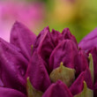 rododendron