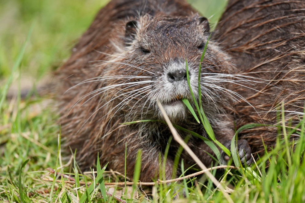 Mladá nutria