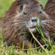 Mladá nutria