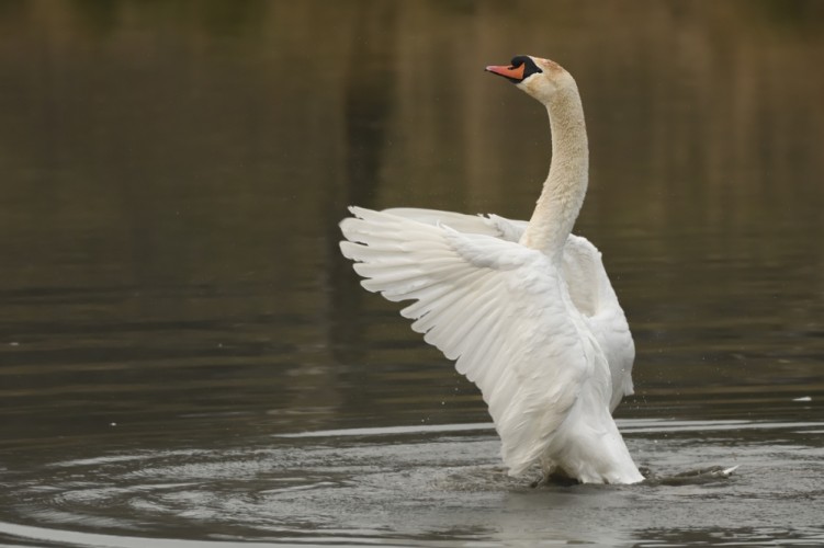 Cygnus olor