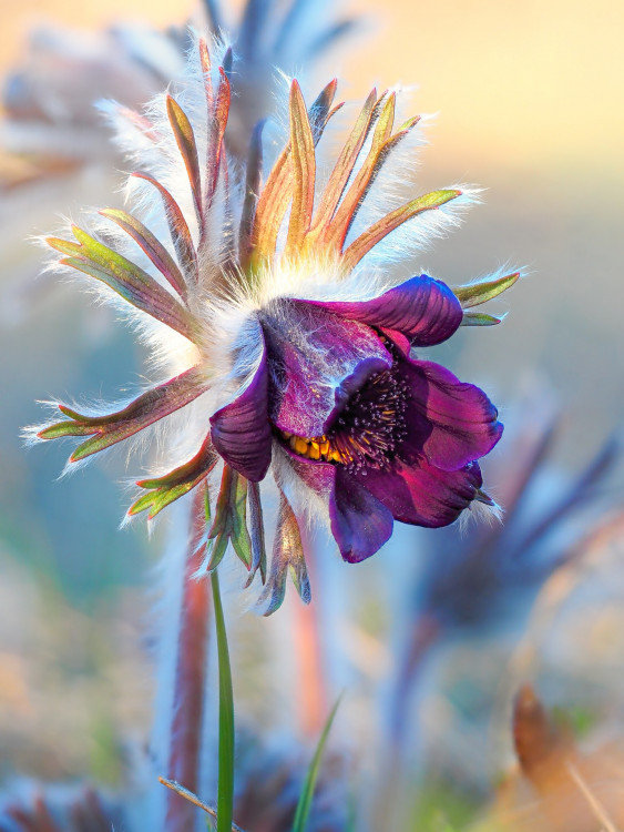 Pulsatilla