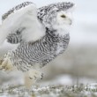Bubo scandiacus