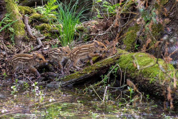 Diviak lesný, The wild boar (Sus scrofa)