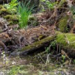 Diviak lesný, The wild boar (Sus scrofa)