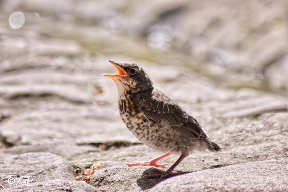 Mestský wildlife