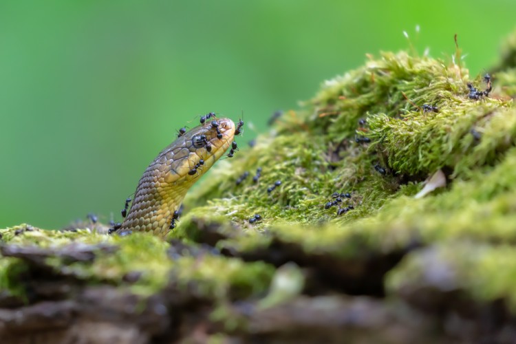 Užovka stromová, The Aesculapian snake, (Zamenis longissimus)