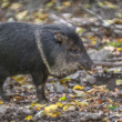 Pecarí de collar (Dicotyles tajacu)