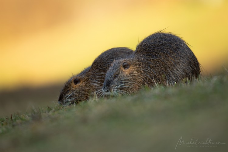 Myocastor coypus (nutria riečna)