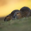 Myocastor coypus (nutria riečna)