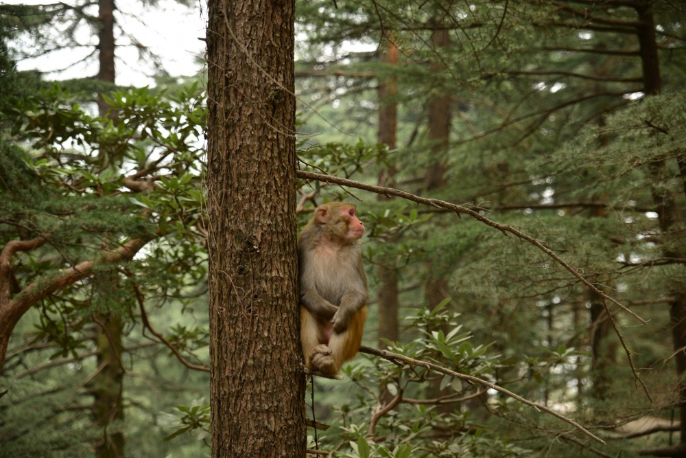 obyvateľ z Dharamshaly