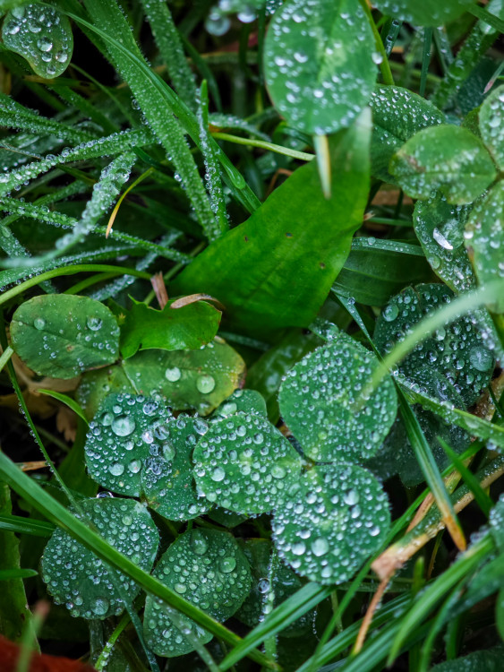 Ranný mrázik a voda
