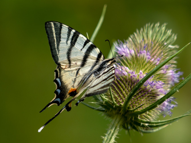 Vidlochvost ovocný