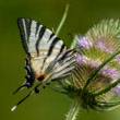 Vidlochvost ovocný