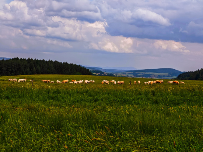 Kvetnica