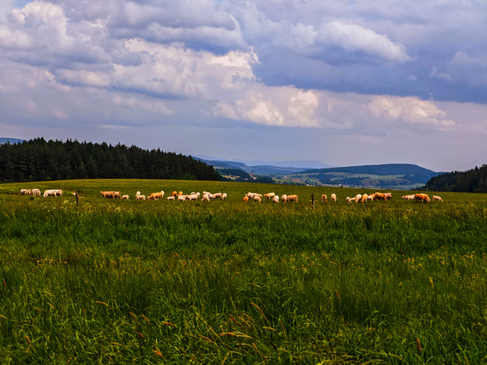 Kvetnica