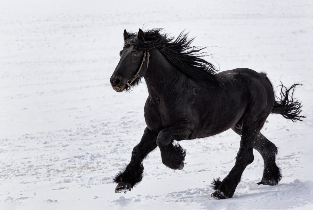 Friesian