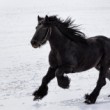 Friesian