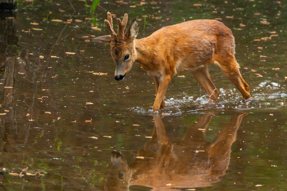 Srnec lesný (Capreolus capreolus)