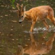 Srnec lesný (Capreolus capreolus)