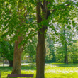 Park pri vile Svitavka