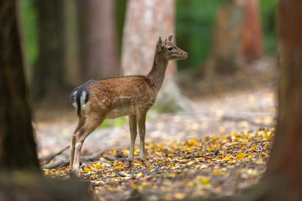 Daniel škvrnitý, Fallow deer (Dama dama)