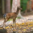 Daniel škvrnitý, Fallow deer (Dama dama)